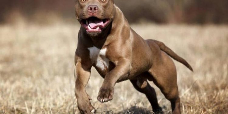 Alldaynews.gr Στο νοσοκομείο διάσημη ηθοποιός – Την κατασπάραξαν τα σκυλιά της