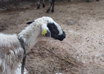 Κρήτη: Πρόβατο με…GPS τσάκωσε ζωοκλέφτες!