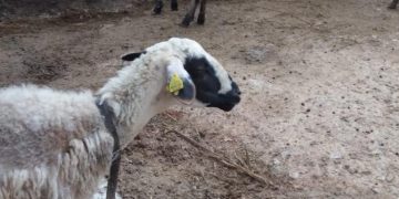 Alldaynews.gr Κρήτη: Πρόβατο με…GPS τσάκωσε ζωοκλέφτες!