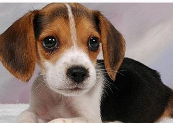 Κορονοϊός-Προσοχή! Βρέθηκε και Σκύλος θετικός στον ιό Covid-19