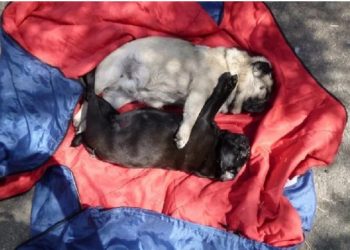 Άφησαν δυο σκυλάκια να «ψηθούν» κάτω από τον ήλιο-«Ο εγκέφαλος τους ψήθηκε μέχρι θανάτου»