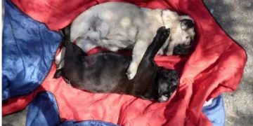 Alldaynews.gr Άφησαν δυο σκυλάκια να «ψηθούν» κάτω από τον ήλιο-«Ο εγκέφαλος τους ψήθηκε μέχρι θανάτου»