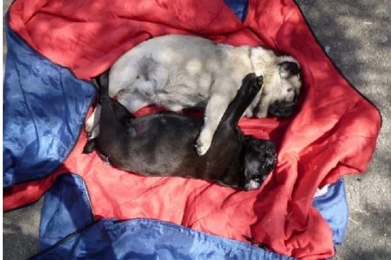 Alldaynews.gr Άφησαν δυο σκυλάκια να «ψηθούν» κάτω από τον ήλιο-«Ο εγκέφαλος τους ψήθηκε μέχρι θανάτου»