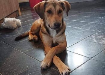 Βόλος: Οργή για τον βασανισμό σκύλου με σύρμα! Σκληρές εικόνες από ένα αρρωστημένο μυαλό