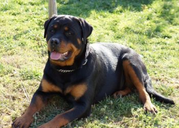 Alldaynews.gr ροτβάιλερ-rottweilerrotvailer-rotbailer