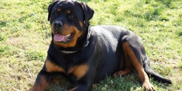 Alldaynews.gr ροτβάιλερ-rottweilerrotvailer-rotbailer