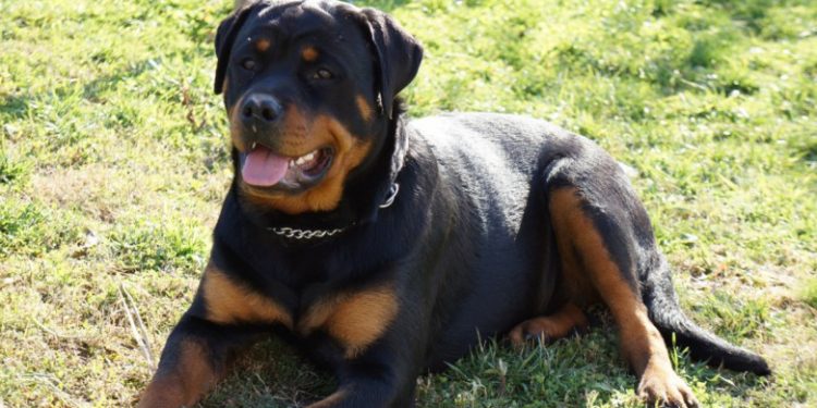 Alldaynews.gr ροτβάιλερ-rottweilerrotvailer-rotbailer