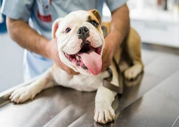 ζώα συντροφιάς