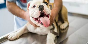 ζώα συντροφιάς