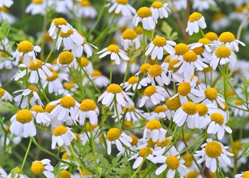 Το λουλούδι που μπορεί να νικήσει τον καρκίνο