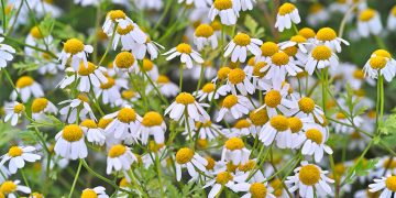 Alldaynews.gr Το λουλούδι που μπορεί να νικήσει τον καρκίνο