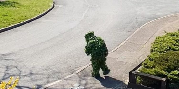 Alldaynews.gr Κορωνοϊός: Ζωντάνεψαν θάμνοι (video)