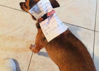 Αποστολή εξετελέσθη: Βρισκόταν σε καραντίνα κι έστειλε τον σκύλο του για ψώνια