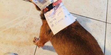 Alldaynews.gr Αποστολή εξετελέσθη: Βρισκόταν σε καραντίνα κι έστειλε τον σκύλο του για ψώνια