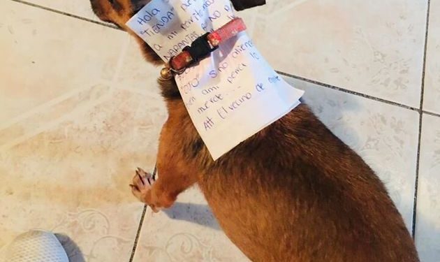 Alldaynews.gr Αποστολή εξετελέσθη: Βρισκόταν σε καραντίνα κι έστειλε τον σκύλο του για ψώνια