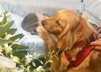 Σκύλος στην κηδεία του αφεντικού του έκλαιγε πάνω στο φέρετρο του-Σπαράζει καρδιές η εικόνα του