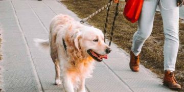 Alldaynews.gr Κορονοϊός: Προσοχή όσοι έχετε κατοικίδια! Τι ισχύει σύμφωνα με τον Σπύρο Κ. Κρήτα