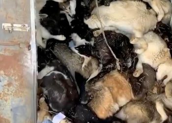 Φρίκη: εκατοντάδες αδέσποτα σκυλιά βρέθηκαν σφαγμένα μέσα σε κοντέϊνερ (Photos/Video)