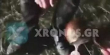 Έβρος: Το βίντεο που μας κάνει περήφανους! Φυλάνε τα σύνορα και δείχνουν την ανθρωπιά τους (video)