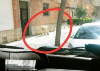 Viral: Δεν άντεξε την καραντίνα, μεταμφιέστηκε σε σκύλο και βγήκε βόλτα! (pic)