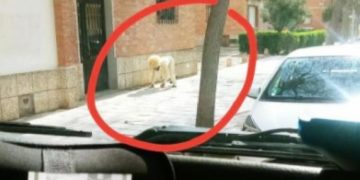 Viral: Δεν άντεξε την καραντίνα, μεταμφιέστηκε σε σκύλο και βγήκε βόλτα! (pic)