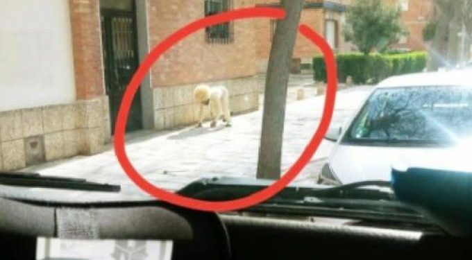 Viral: Δεν άντεξε την καραντίνα, μεταμφιέστηκε σε σκύλο και βγήκε βόλτα! (pic)