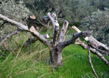 Του έκοψαν 100 ελιές – Σοκαρισμένος ο άτυχος αγρότης (pics)