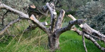Alldaynews.gr Του έκοψαν 100 ελιές – Σοκαρισμένος ο άτυχος αγρότης (pics)