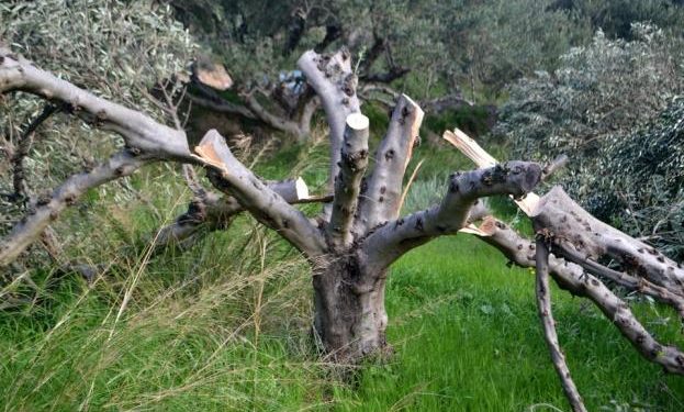 Alldaynews.gr Του έκοψαν 100 ελιές – Σοκαρισμένος ο άτυχος αγρότης (pics)