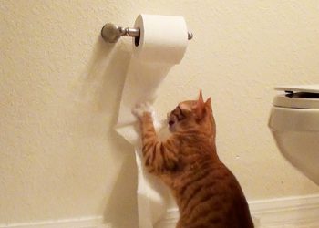 Η Softex καθησυχάζει τους Έλληνες: Λειτουργούμε κανονικά