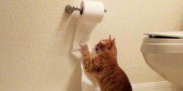 Alldaynews.gr Η Softex καθησυχάζει τους Έλληνες: Λειτουργούμε κανονικά