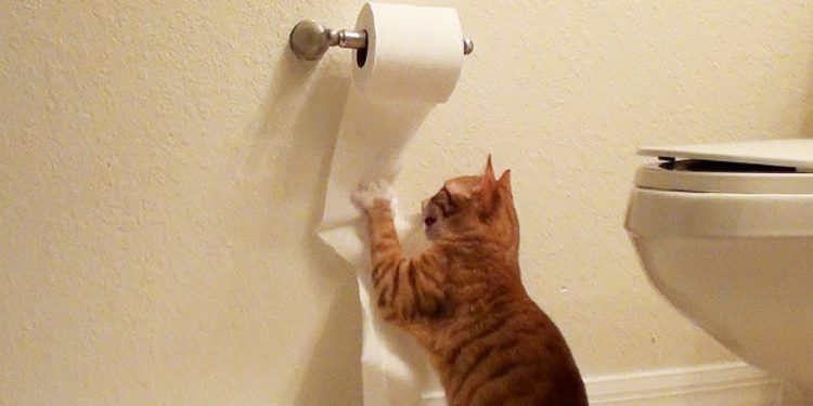 Alldaynews.gr Η Softex καθησυχάζει τους Έλληνες: Λειτουργούμε κανονικά