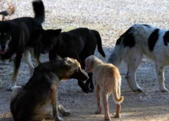 Τραγωδία στη Θεσσαλονίκη: Νεκρός άντρας απο επίθεση σκύλων
