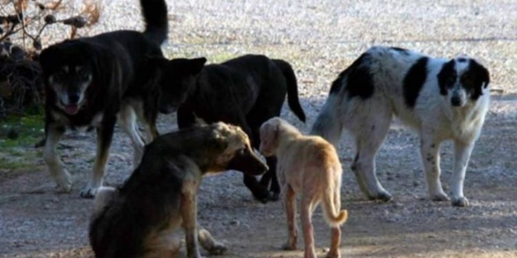 Alldaynews.gr Τραγωδία στη Θεσσαλονίκη: Νεκρός άντρας απο επίθεση σκύλων