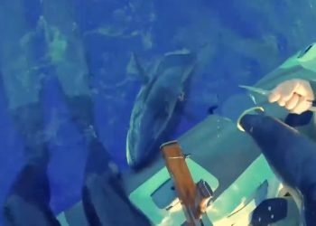 Τρόμος: Ψαροντουφεκάς δίνει μάχη με τρεις καρχαρίες (Video, σκληρές εικόνες)