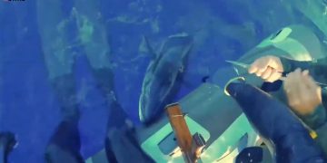 Τρόμος: Ψαροντουφεκάς δίνει μάχη με τρεις καρχαρίες (Video, σκληρές εικόνες)