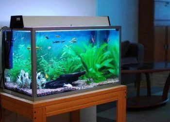 Ζευγάρι στην Αριζόνα ήπιε καθαριστικό για ενυδρεία επειδή περιείχε χλωροκίνη – Νεκρός ο άνδρας