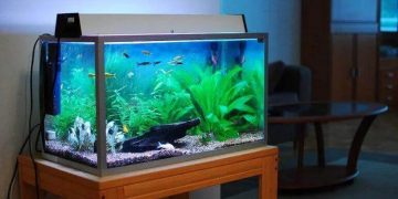 Ζευγάρι στην Αριζόνα ήπιε καθαριστικό για ενυδρεία επειδή περιείχε χλωροκίνη – Νεκρός ο άνδρας