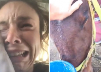 Έκκληση να βρεθεί ο δράστης που σκότωσε τα άλογα και τα σκυλιά της Κωνσταντίνας Κατσίτη (video)