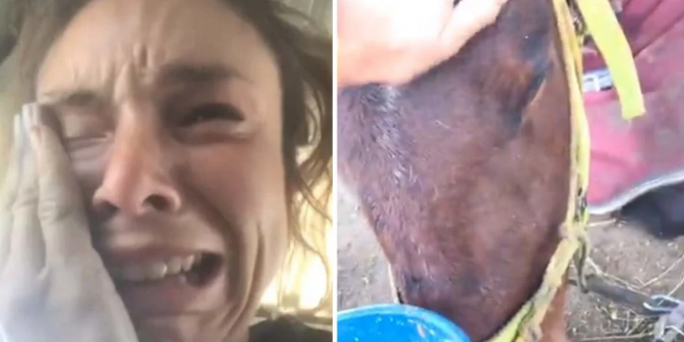 Alldaynews.gr Έκκληση να βρεθεί ο δράστης που σκότωσε τα άλογα και τα σκυλιά της Κωνσταντίνας Κατσίτη (video)