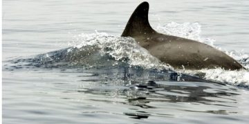 Δελφίνια έκαναν την εμφάνισή τους στον Θερμαϊκό