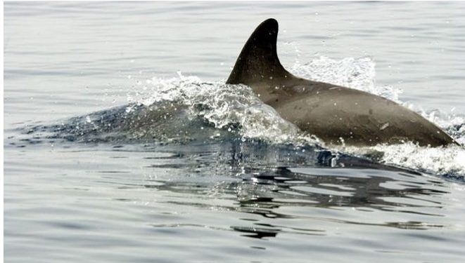 Δελφίνια έκαναν την εμφάνισή τους στον Θερμαϊκό