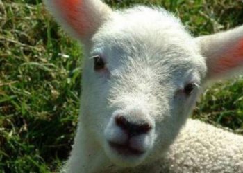 Συνέντευξη με ένα αρνί πριν τη σφαγή