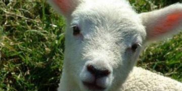 Alldaynews.gr Συνέντευξη με ένα αρνί πριν τη σφαγή