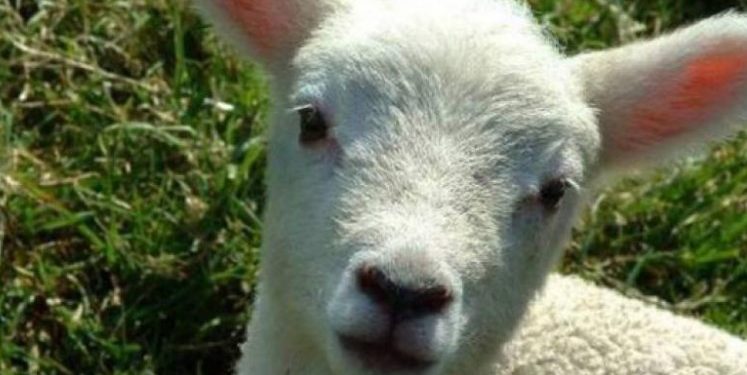 Alldaynews.gr Συνέντευξη με ένα αρνί πριν τη σφαγή