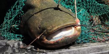 Κοζάνη: Σήκωσαν τα δίχτυα και είδαν Ψάρι-Τέρας![photos]