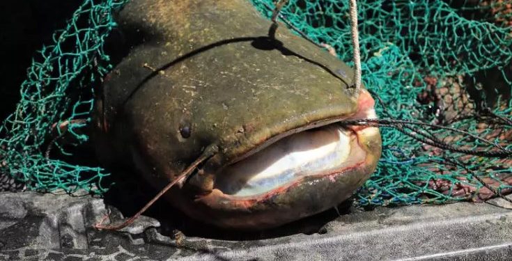 Κοζάνη: Σήκωσαν τα δίχτυα και είδαν Ψάρι-Τέρας![photos]