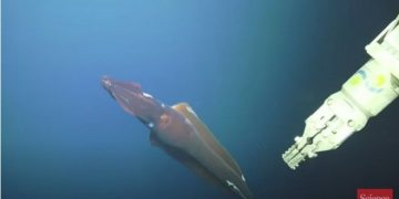 Ανακαλύφθηκε στη θάλασσα Ζώο-Τέρας! Άνω των 120 μέτρων![video]