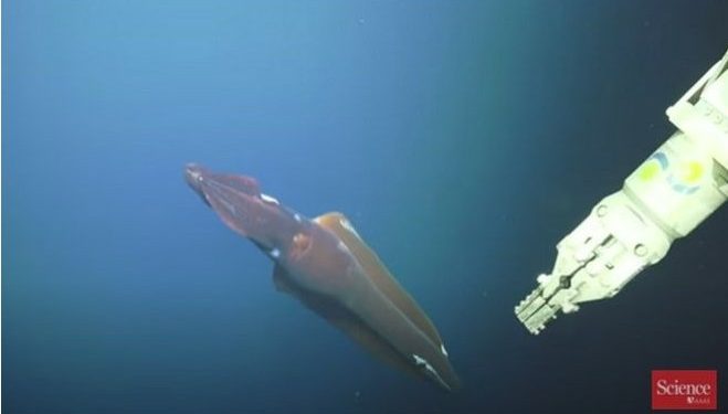 Ανακαλύφθηκε στη θάλασσα Ζώο-Τέρας! Άνω των 120 μέτρων![video]