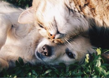 Τσιόδρας: Όλη η αλήθεια-Μπορούμε να κολλήσουμε κορονοϊό από τα κατοικίδια;